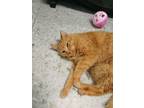 Adopt Morphy a Domestic Short Hair