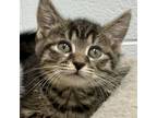 Adopt Husky a Domestic Short Hair