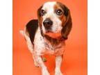 Adopt Baron a Beagle, Hound