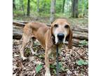 Adopt Wooten a English Coonhound, Mixed Breed