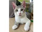 Adopt Scout S a Domestic Short Hair