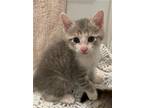 Adopt Scout S a Domestic Short Hair