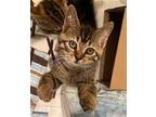 Adopt Charlie Boy a Domestic Short Hair