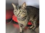 Adopt Diablo a Domestic Short Hair