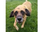 Adopt Jackson a German Shepherd Dog, Labrador Retriever
