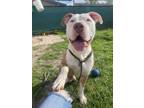 Adopt Rico a Pit Bull Terrier, Mixed Breed