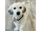 Adopt Waldo a Poodle, Mixed Breed