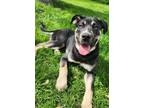Adopt Mr Darby a German Shepherd Dog, Mixed Breed
