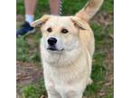 Adopt Riggs a Mixed Breed
