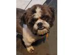 Adopt Twiddles ***FOSTER HOME*** a Shih Tzu