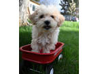 Adopt Randall ***FOSTER HOME*** a Poodle, Bichon Frise