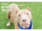 Adopt Matzo a Pit Bull Terrier, Mixed Breed