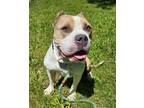 Adopt Tybalt a Pit Bull Terrier, Mixed Breed