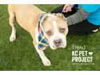 Adopt Tybalt a Pit Bull Terrier, Mixed Breed