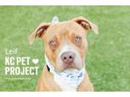 Adopt Leif a Pit Bull Terrier, Mixed Breed