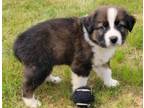 Adopt Storm a Bernese Mountain Dog