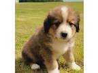 Adopt Pierson a Bernese Mountain Dog