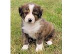 Adopt Kenny a Bernese Mountain Dog