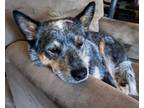 Adopt Toby a Cattle Dog