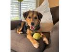 Adopt Parker 2 a Mixed Breed