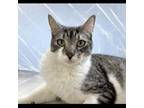 Adopt Grayson a Domestic Short Hair