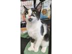 Adopt Quincey a Domestic Short Hair