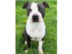 Adopt Smalls a Pit Bull Terrier, Mixed Breed