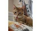 Adopt Salmon a Domestic Short Hair