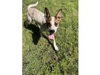 Adopt Gerald a Australian Cattle Dog / Blue Heeler