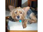 Adopt Wrigley a Yorkshire Terrier