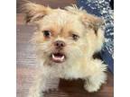 Adopt Biscuit Biondo a Brussels Griffon