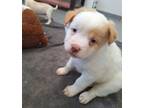 Adopt Calix a Boxer, Terrier