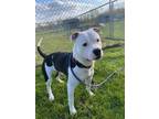 Adopt Baxter a Pit Bull Terrier, Mixed Breed