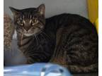 Adopt Ross a Domestic Short Hair