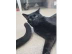 Adopt Battie a Domestic Short Hair