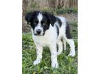 Adopt Dale a Great Pyrenees