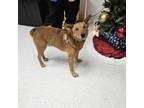 Adopt WOODY a Cattle Dog