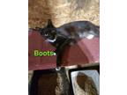 Adopt Boots a Domestic Short Hair