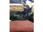 Adopt Oreo a Domestic Long Hair