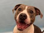 Adopt Apollo a Pit Bull Terrier, Mixed Breed