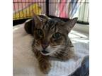 Adopt Nugget (bonded with Lucas) a Domestic Short Hair