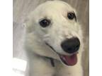 Adopt Banzai a American Eskimo Dog, Mixed Breed