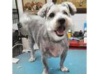 Adopt Boon a Schnauzer, Poodle