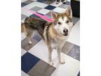 Adopt Koa a Husky, Mixed Breed