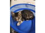 Adopt Stimpy a Domestic Short Hair