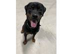 Adopt Butch a Rottweiler, Mixed Breed
