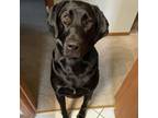 Adopt Rocky a Black Labrador Retriever