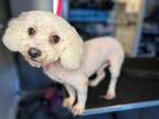 Adopt Marley a Poodle