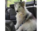 Adopt Zander a Husky