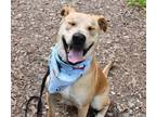 Adopt Sparky Ark the Silly Boy a Pit Bull Terrier, Labrador Retriever